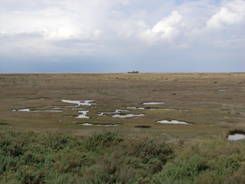 Stiffky marshes